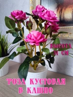 Роза кустовая бархатная, в кашпо.