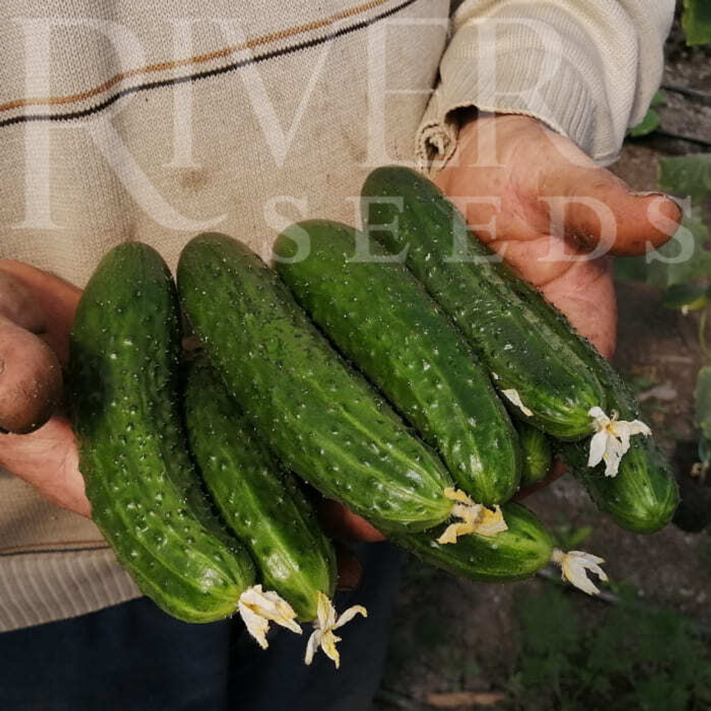 Огурец Ирбис F1 7шт ВитаГрин ЭКСТРА