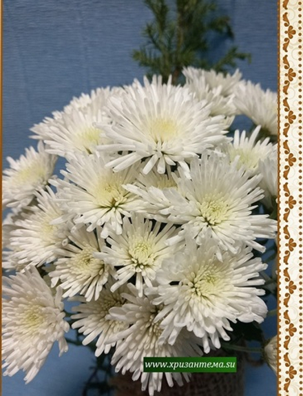 Хризантема мультифлора Izolda ☘ м.58  (нет в наличии)