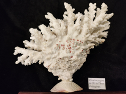 Коралл белый "Акропора""230-235мм" на Фимбрии