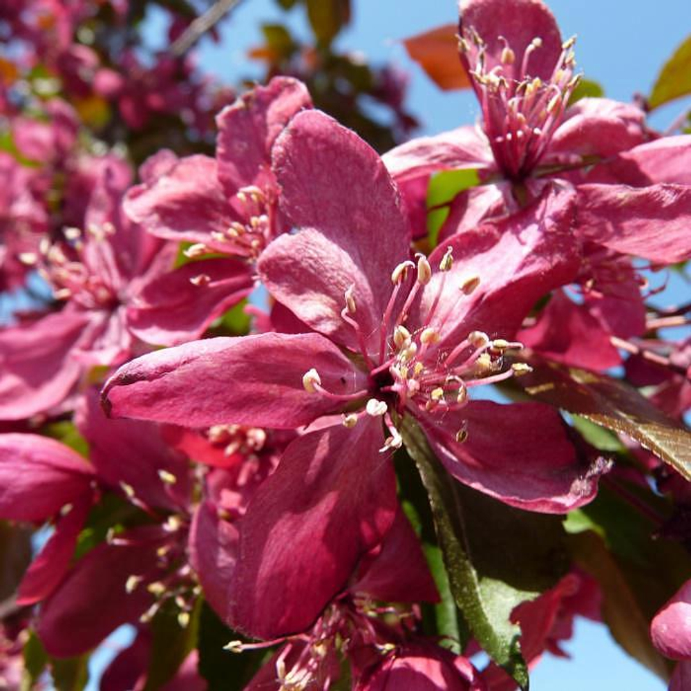 Яблоня декоративная Роялти ЗКС