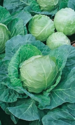 Семена Капуста белокочанная Золотой гектар 1432 0,3гр (УД) Е/П