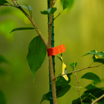 Тапенер садовый для подвязки растений, скобы 10 000 шт., лента 30 м Palisad