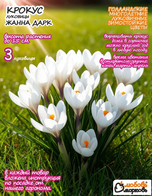 Крокус Луковица, Жанна Дарк, 6шт