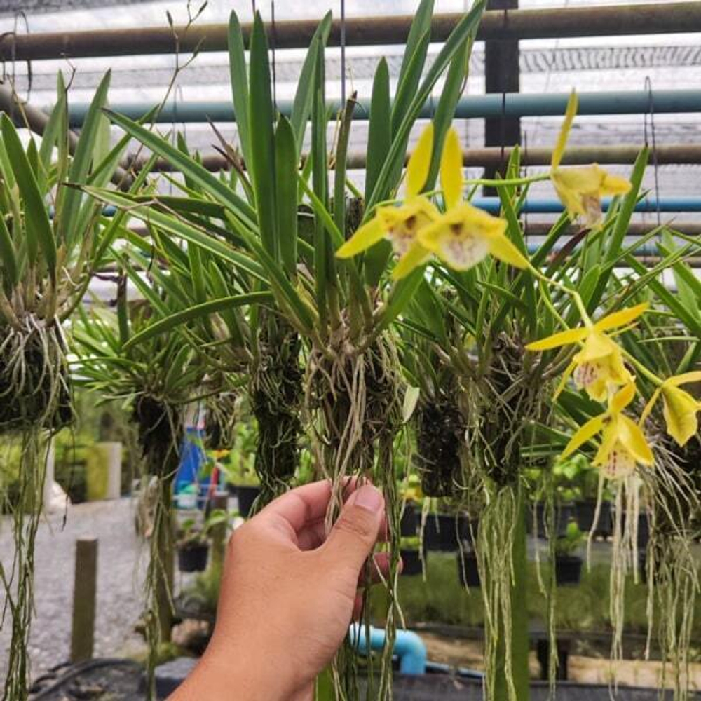 Орхидея ENCYCLIA TAMPENSIS