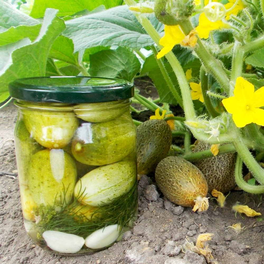 Огурец Изначальный Древнерусский