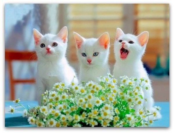 Как выбрать кошку?
