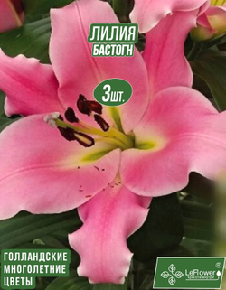 Лилия Луковица, Бастогн 3 шт