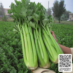 Конга F1 семена сельдерея черешкового (Bejo / Бейо)