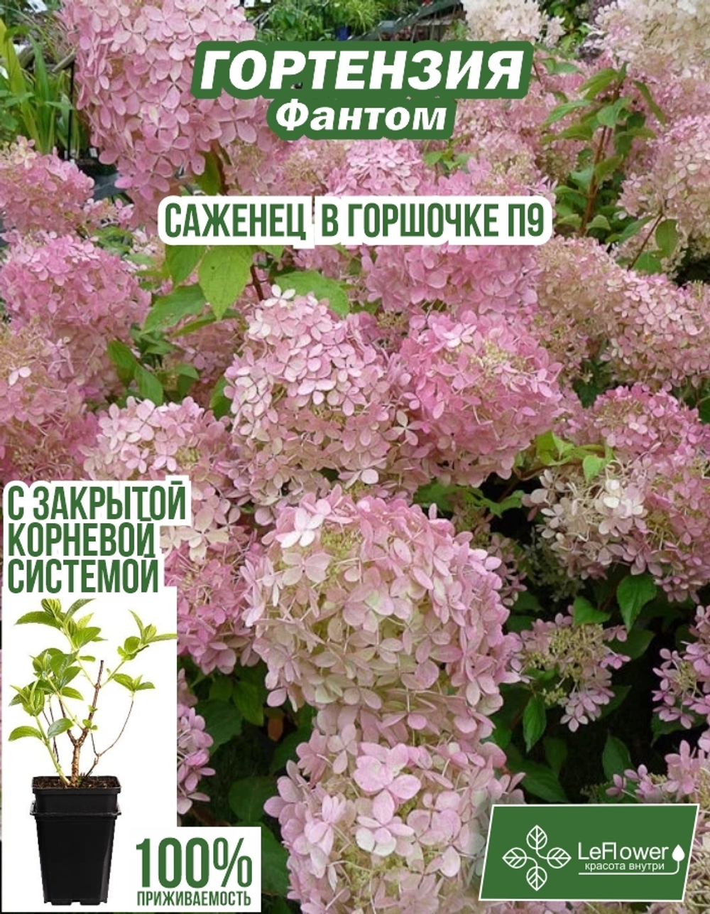 Саженец, Гортензия, Фантом