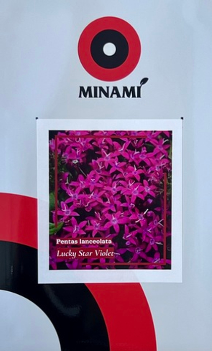 Пентас Лаки Стар Виолет 8шт.