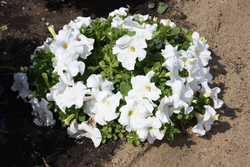 Петуния грандифлора Игл Вайт (1000др) Витагрин Профи