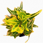 Кротон HALFMOON YELLOW – GUY MATCHA