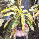 Кротон KHUEAN UBONRAT