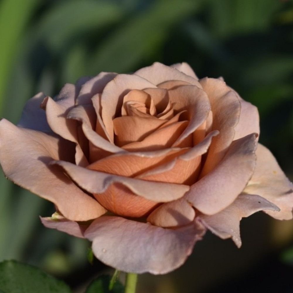 Мокароза (Mokarosa)