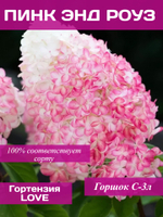 Гортензия метельчатая Пинк энд Роуз