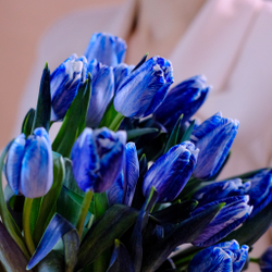Букет 51 тюльпан Blue Color