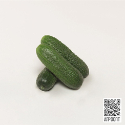 Адам F1 семена огурца партенокарпического (Bejo / Бейо)