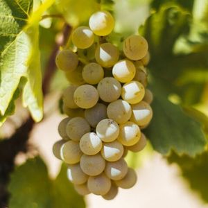 Вердехо (Verdejo) - белый сорт винограда