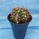 Gymnocalycium T-Rex Pink hybride (Гимнокалициум T-rex)