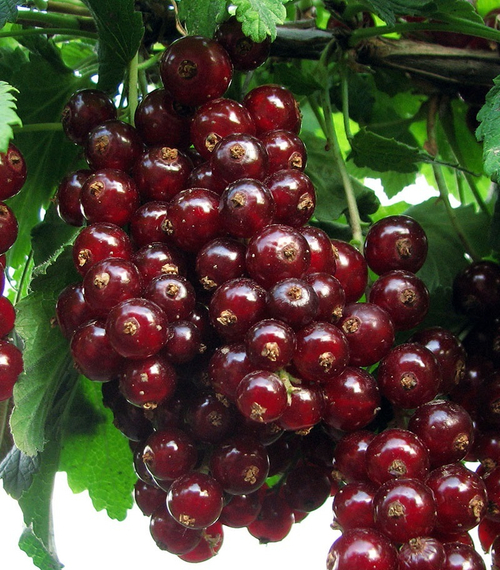 Смородина вишневая "Виксне Вишневая"