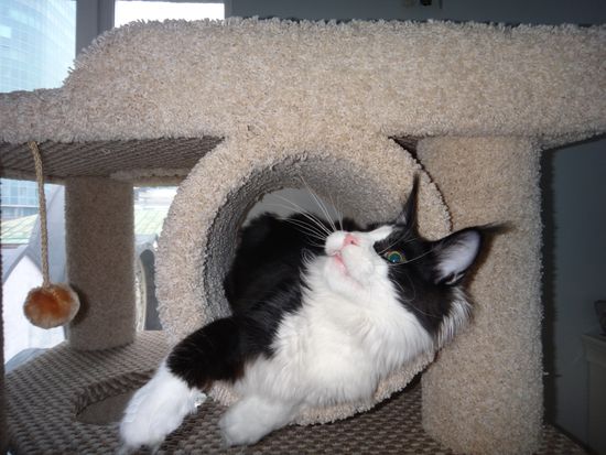 Дом для кота И-258 (мейн-кун)