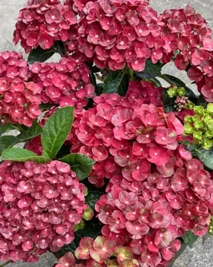 Rebelion Pistachio Love ( Ребелион "Пистачио Лов)Р12 Европа 2026