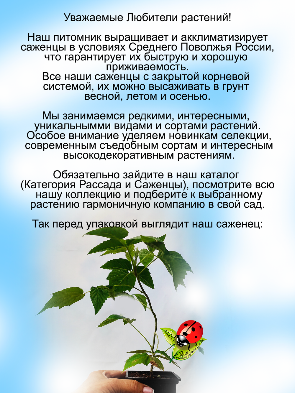 Малина Мапема ремонтантная ранняя
