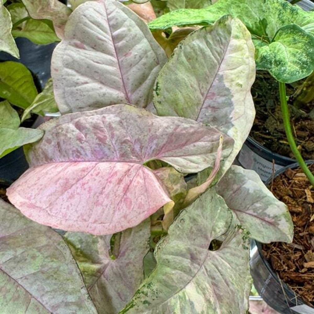 Сингониум PINK SPOT DOUBLE VAR