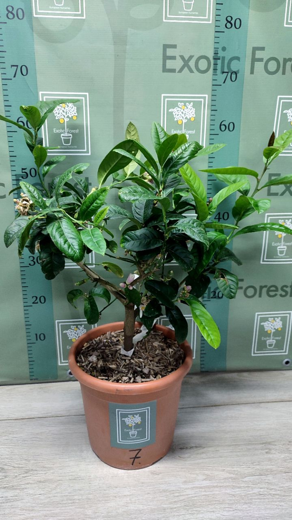 C. medica “Mak Nao San”