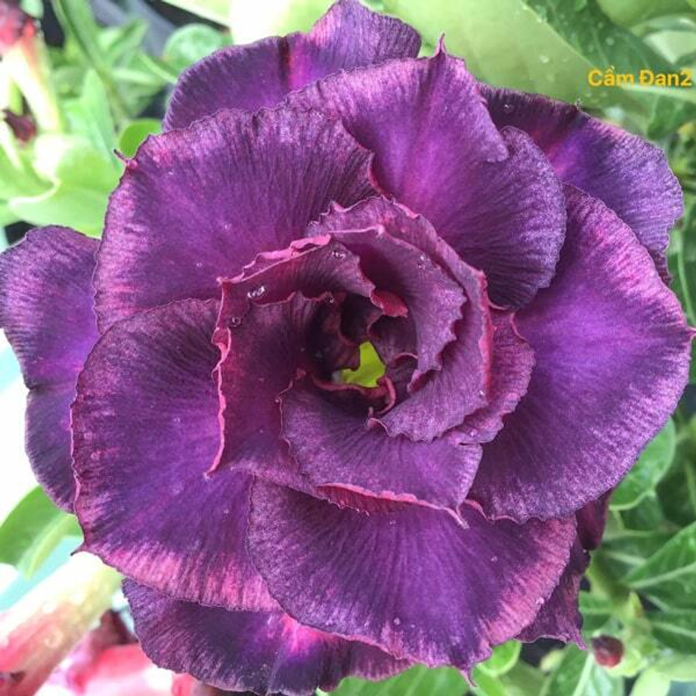 Адениум обесум 060 Cẩm Đan 2