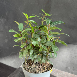 Лавр благородный (Laurus nobilis)