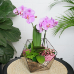 Готовый флорариум с пурпурной орхидеей Икос