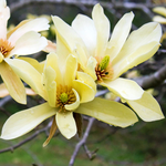 Магнолия "Butterflies"