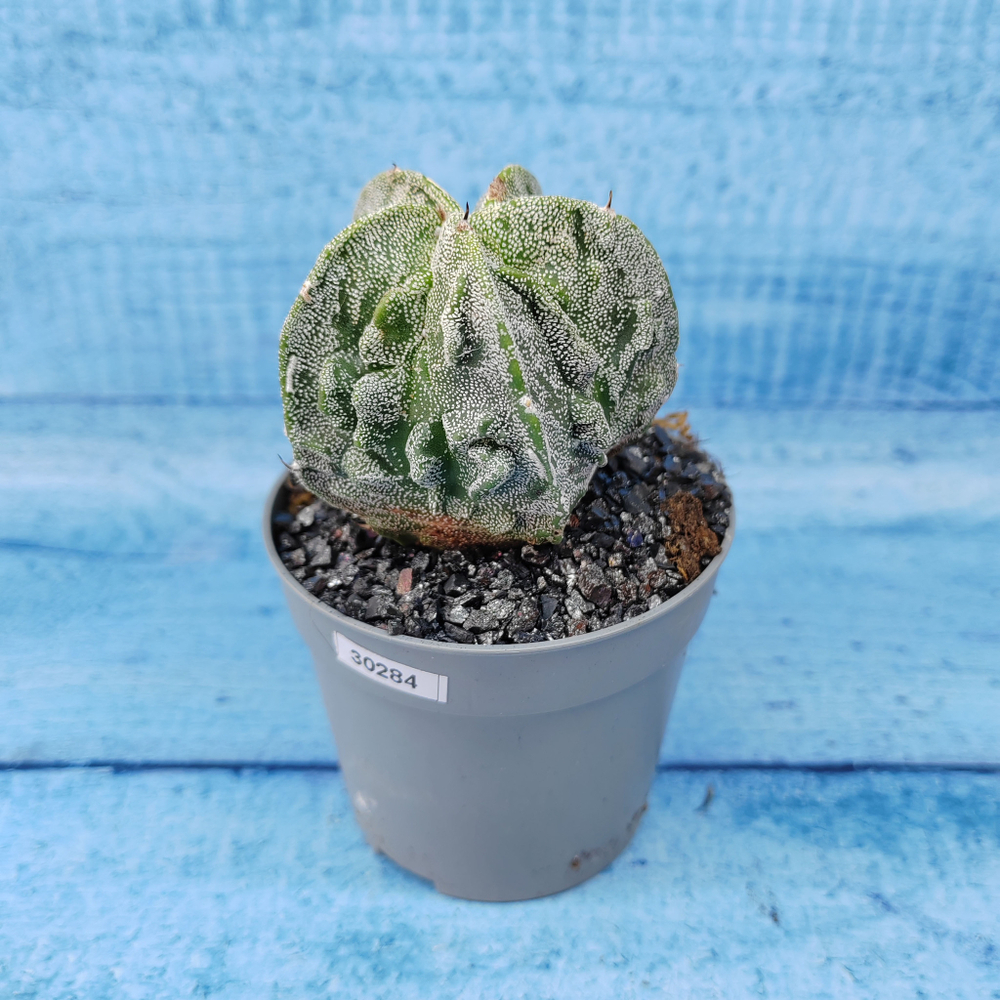 Astrophytum Myriostigma cv. Fukuryu (Астрофитум)