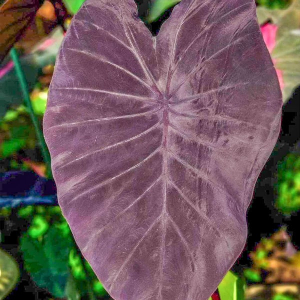 Колоказия VIOLET VESTA