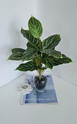 Аглаонема / Арт 6214