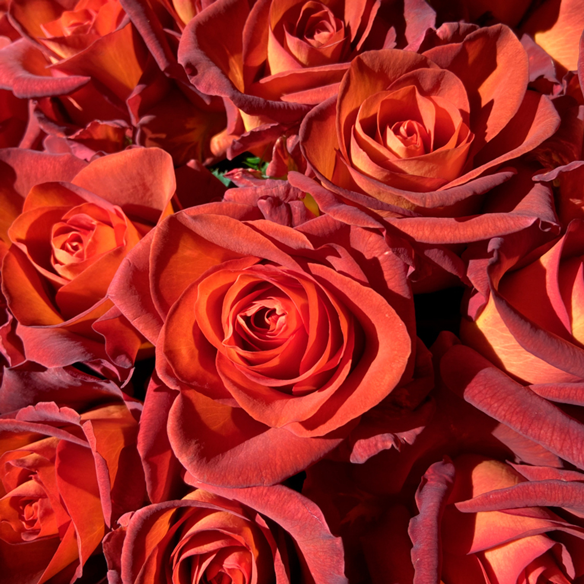 Кофе-брейк (Coffee Break) — интерьерный сорт