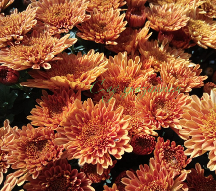 Хризантема мультифлора Touchka Cuivre м.49 /поставка весна 2026г/