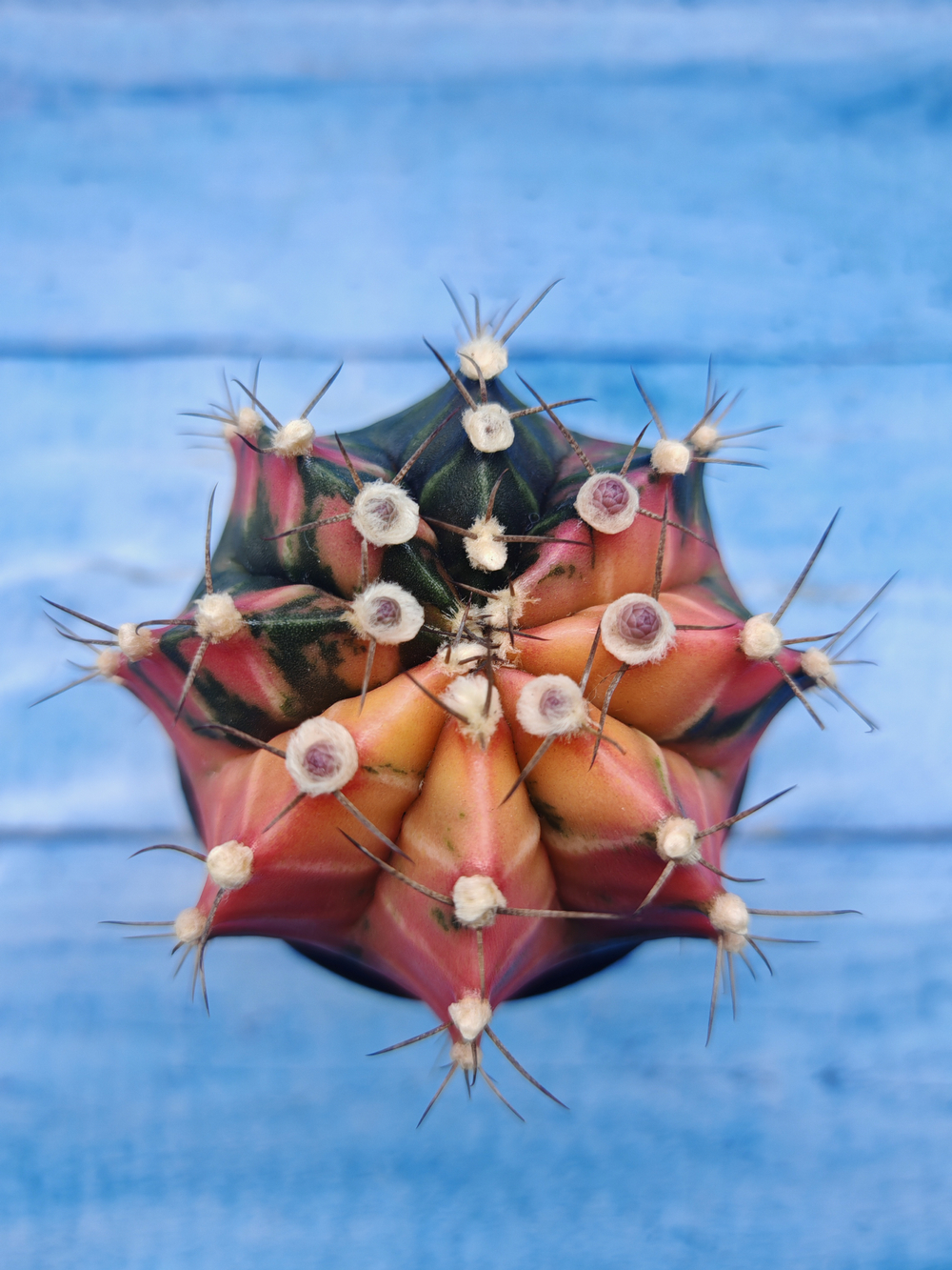 Gymnocalycium Variegata (Гимнокалициум Вариегатный)