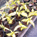 Сингониум ANGUSTATUM LEMON LIME