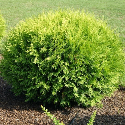Туя западная Глобоза (Thuja occidentalis Globosa) р9 август 2026 г.