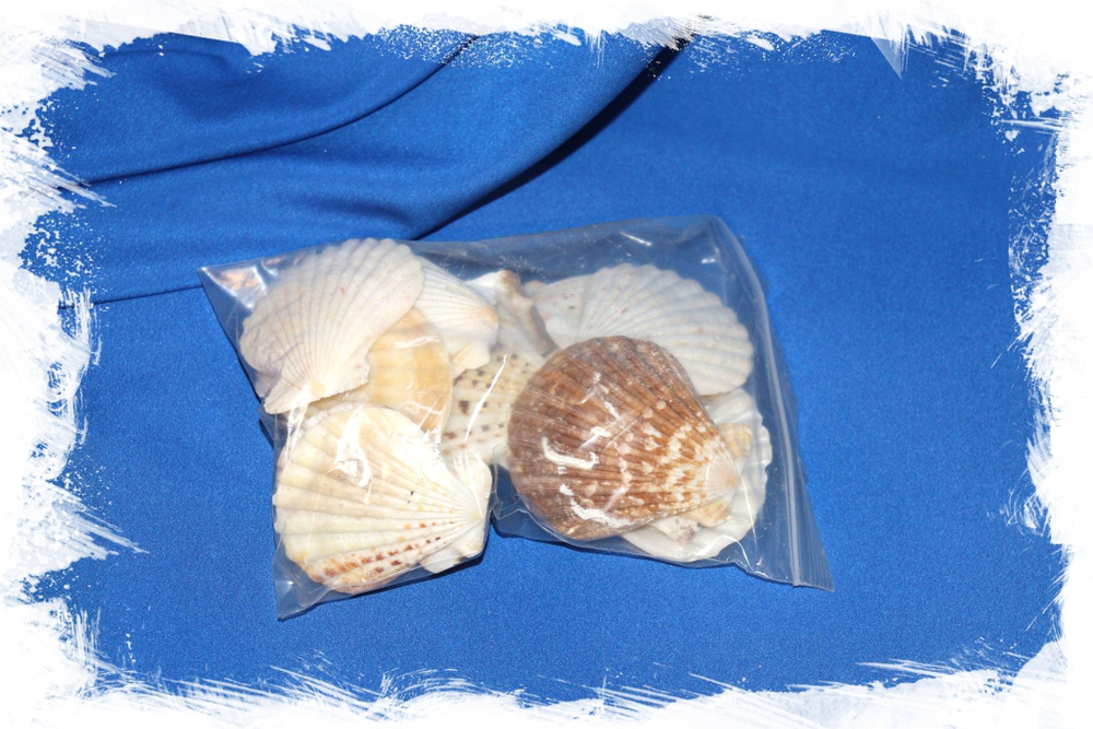 Гребешок Комптопаллиум Радула, 5-7см, 400 гр.