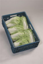 Мирако F1 семена капусты пекинской (Bejo / Бейо)