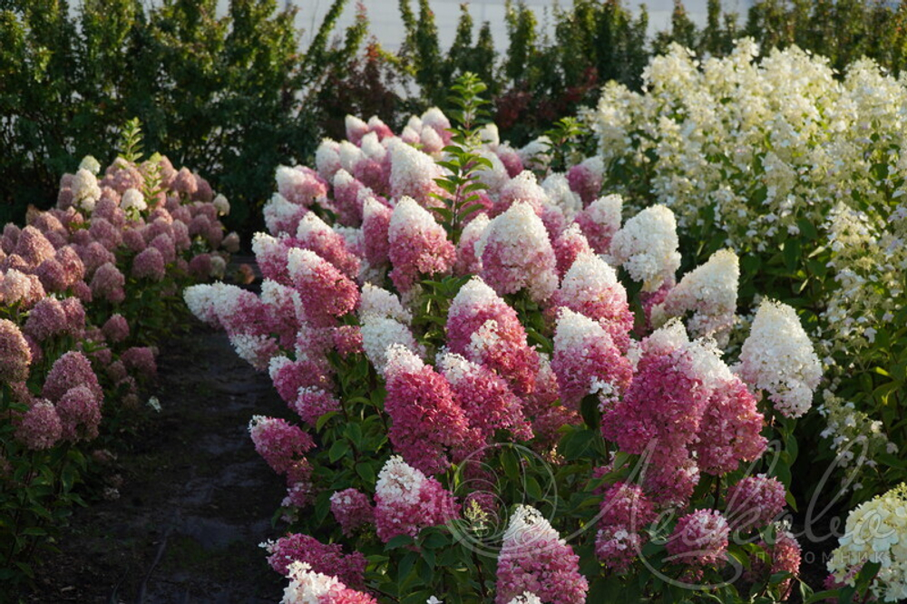 Гортензия метельчатая Strawberry Blossom