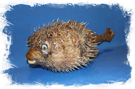 Рыба Ёж декоративная 66 см. (Доставка только по Москве)