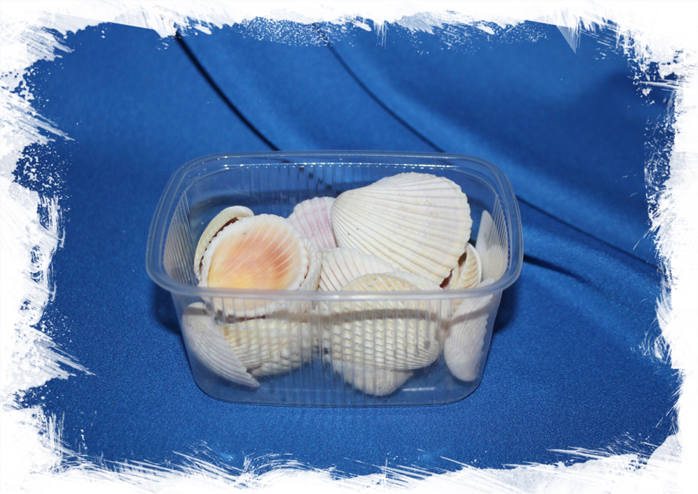Морские ракушки для поделок двустворчатые