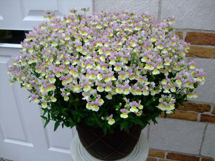 ЕВРО Немезия Easter Bonnet укоренный черенок ОКС февраль 26 Kohen