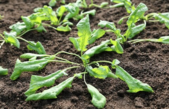 Карфур семена кресс-салата (Гавриш)