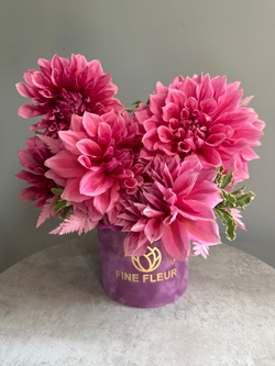 Эксклюзивные георгины